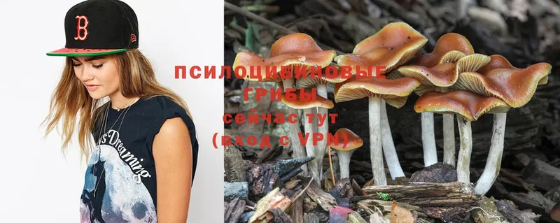 Псилоцибиновые грибы Psilocybine cubensis  Куровское 